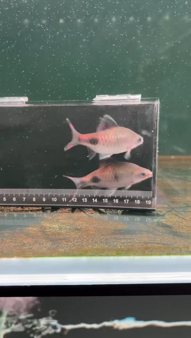 海水鱼8-9cm拉丝梦幻黑影公鱼