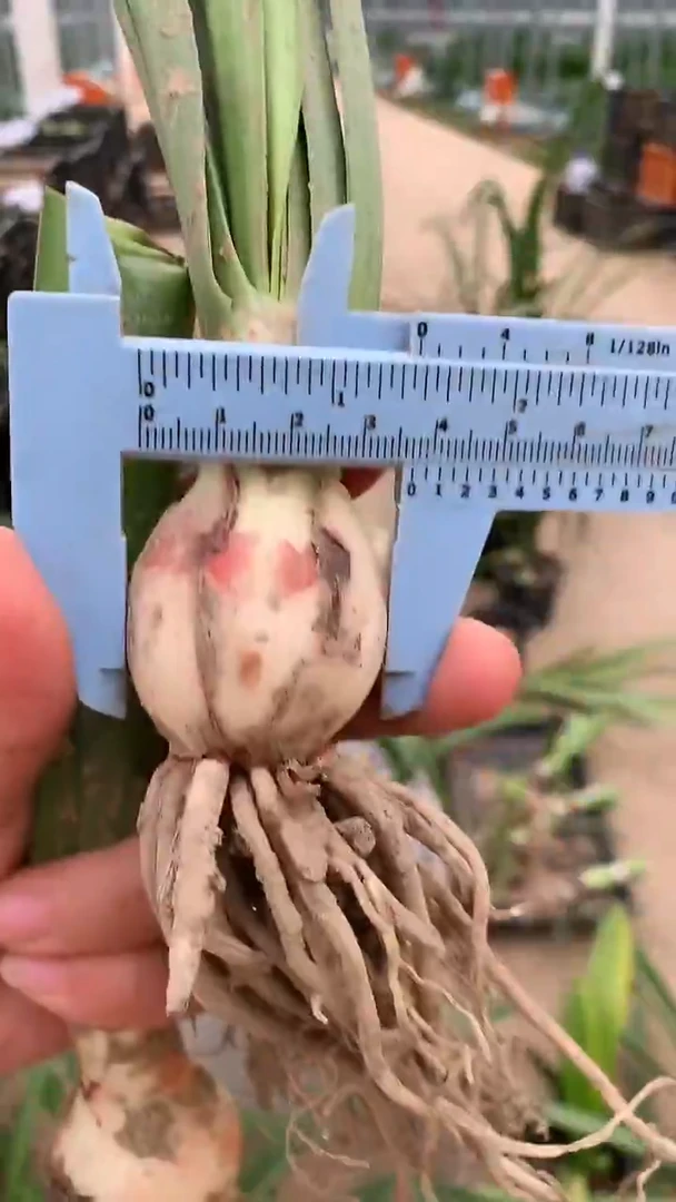 当前无花栽培后可以开花自育p3cm+球体有开裂
