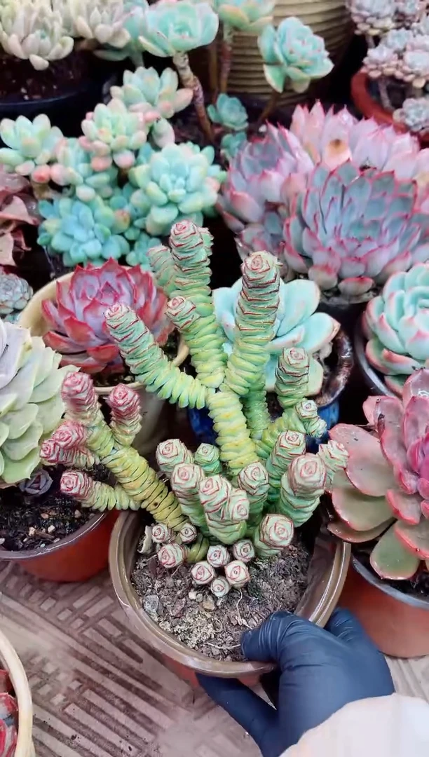 牛****园13004多肉植物一物一拍