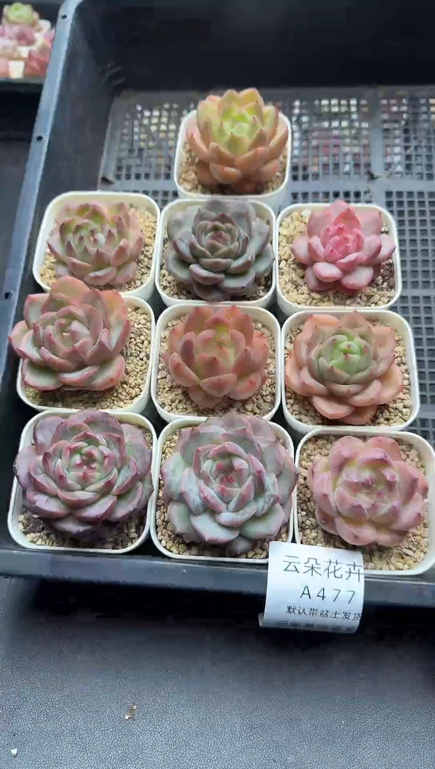 珍妮杂交多肉A477