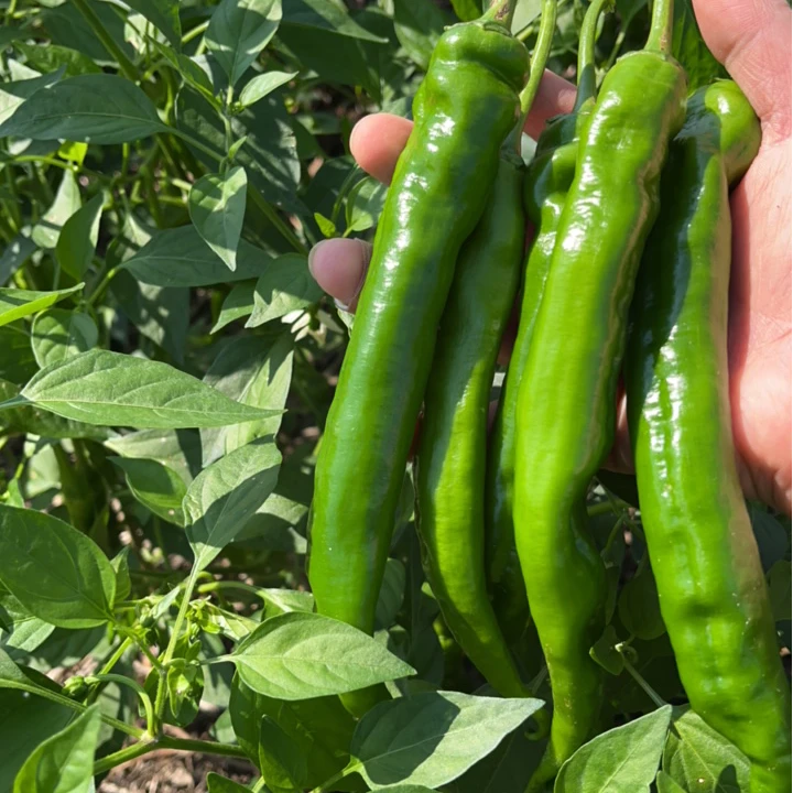 【自家菜园蔬菜】赣南应季蔬菜农家土辣椒茄子新鲜现摘