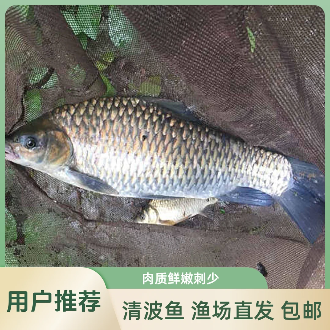 【活体】清波鱼青板鱼乌鳞鱼（4-13厘米）观赏鱼淡水鱼冷水鱼超萌好物