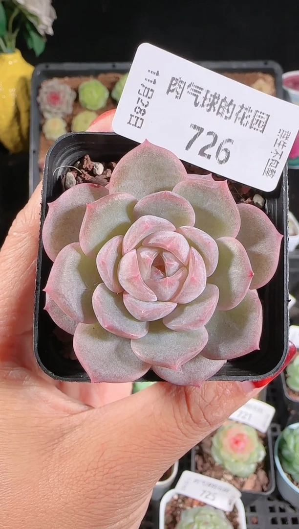 多肉1128-726紫罗兰群生不包整