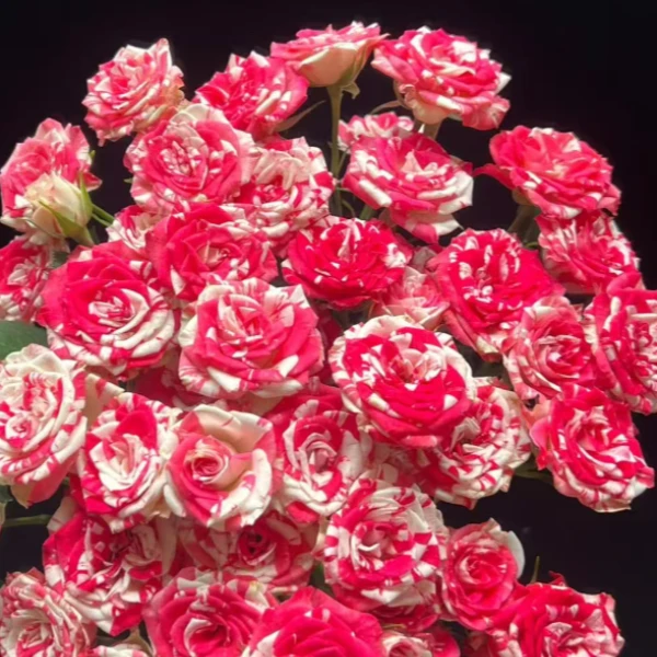 梦幻水晶 多头玫瑰-家养鲜花云南基地直发