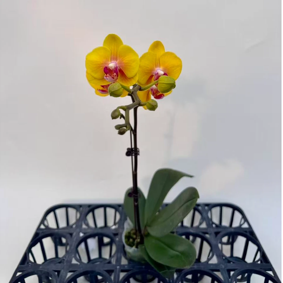 蝴蝶兰【大菠萝单】鲜花盆栽室内观赏花花佛山基地直发好养易