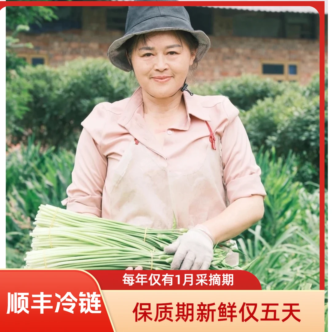 峨眉后山正观金顶四面佛海拔1800米每年只有1个月的九仙草苔