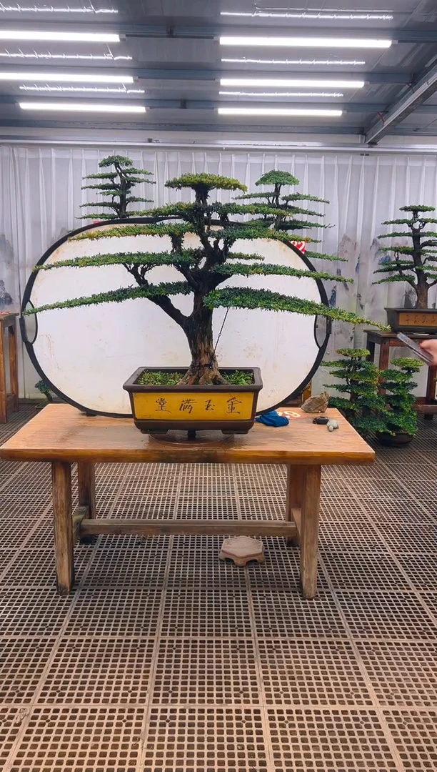 无花朵思****》精品盆景直播间一物一拍