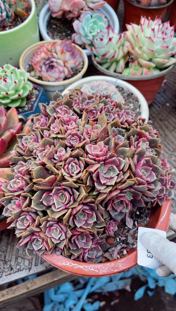 【闪购商品】03233