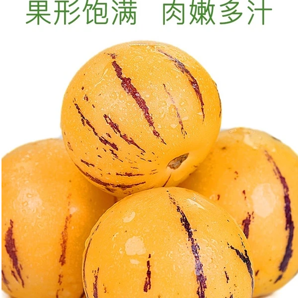 （顺丰包邮上楼）人参果    1箱-8粒