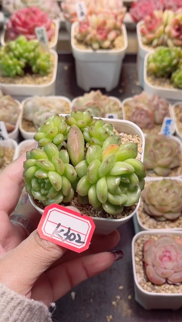 【闪购商品】K302灯泡一物一拍