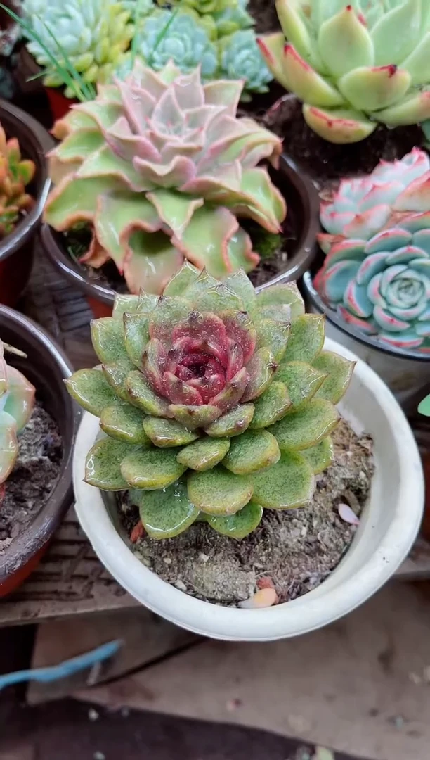 小**子23025多肉植物一物一拍