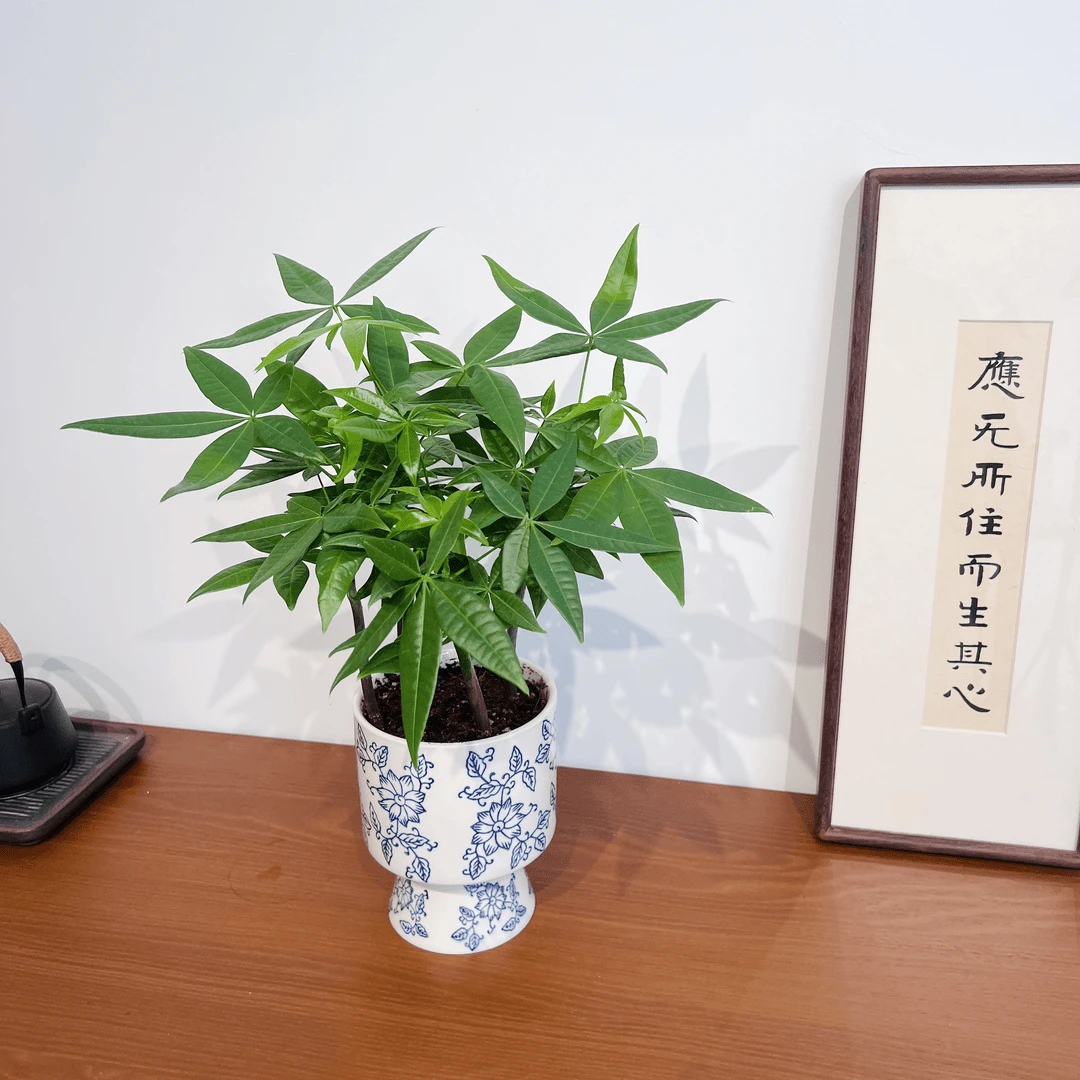 丛林发财树室内好养桌面盆栽常青植物加赠满花陶瓷盆