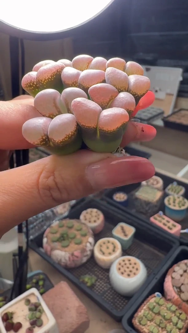 1-65多肉植物肉锥风铃一颗