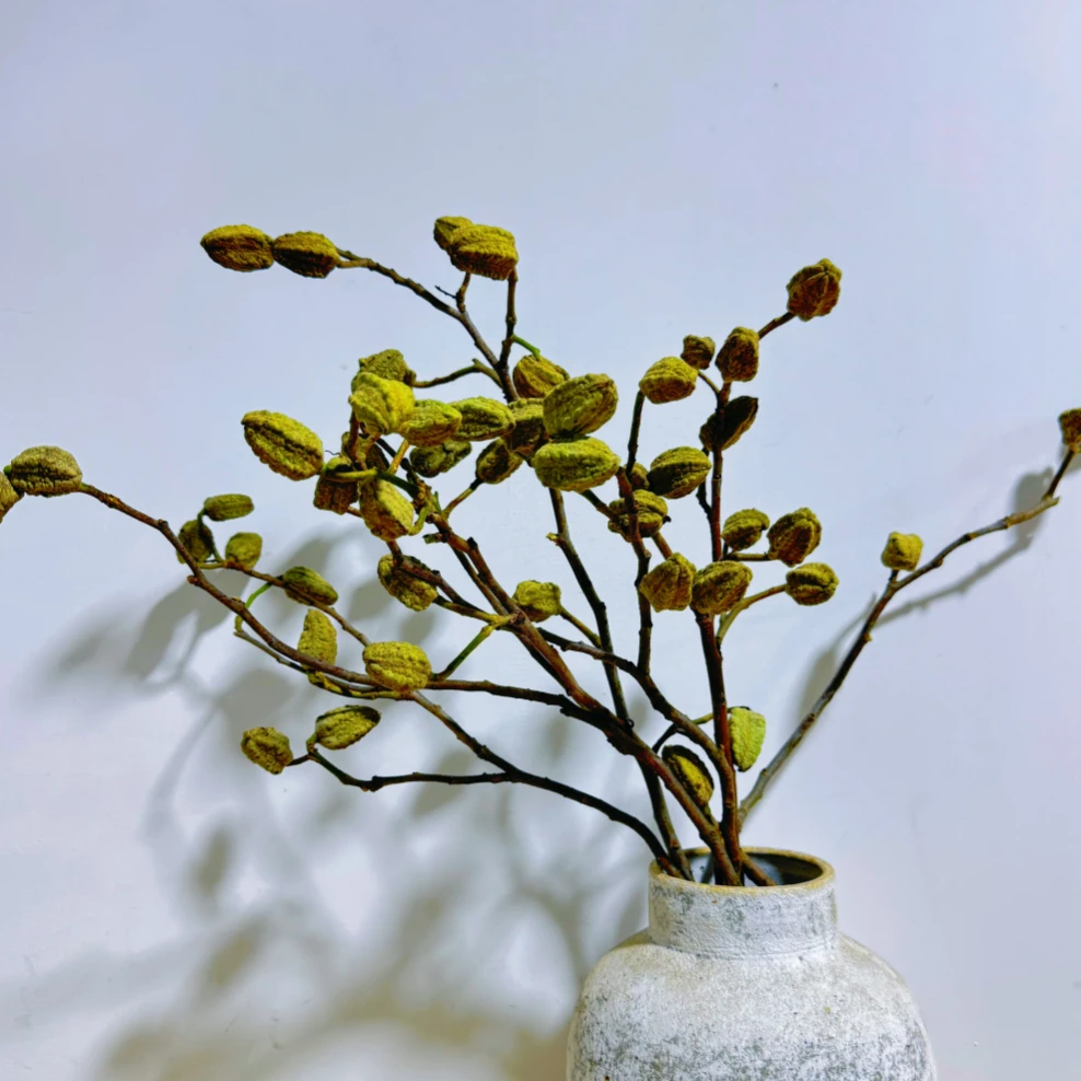 【拾花拾木】宝塔果 云南小众鲜切花