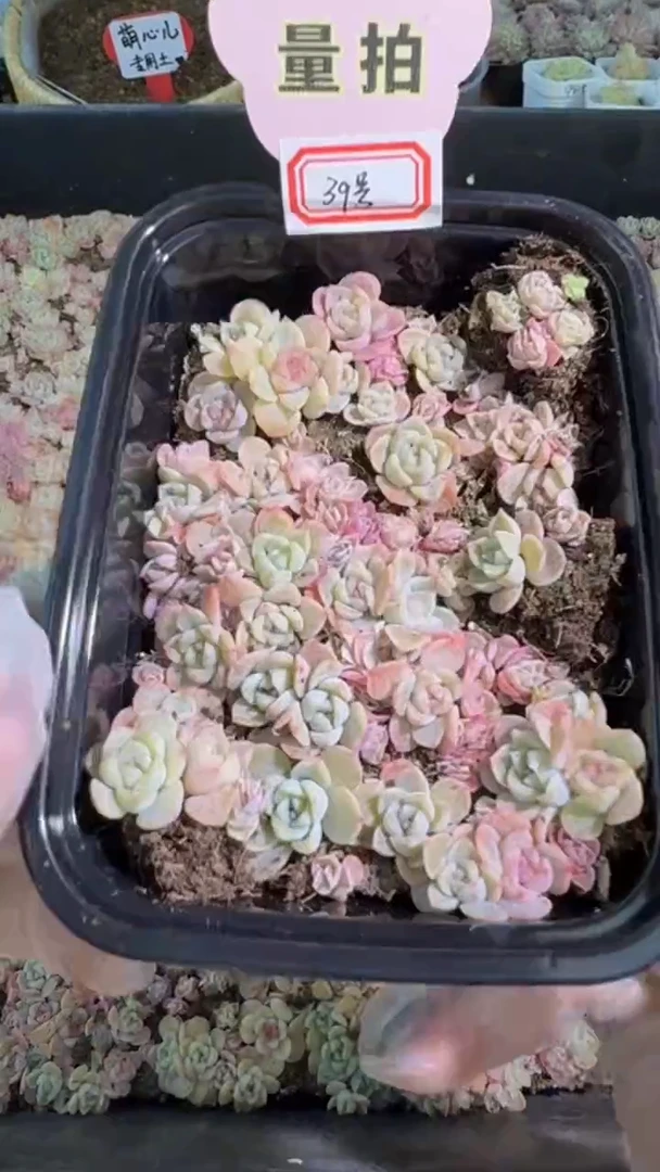 39号切糕1盒 量拍混发
