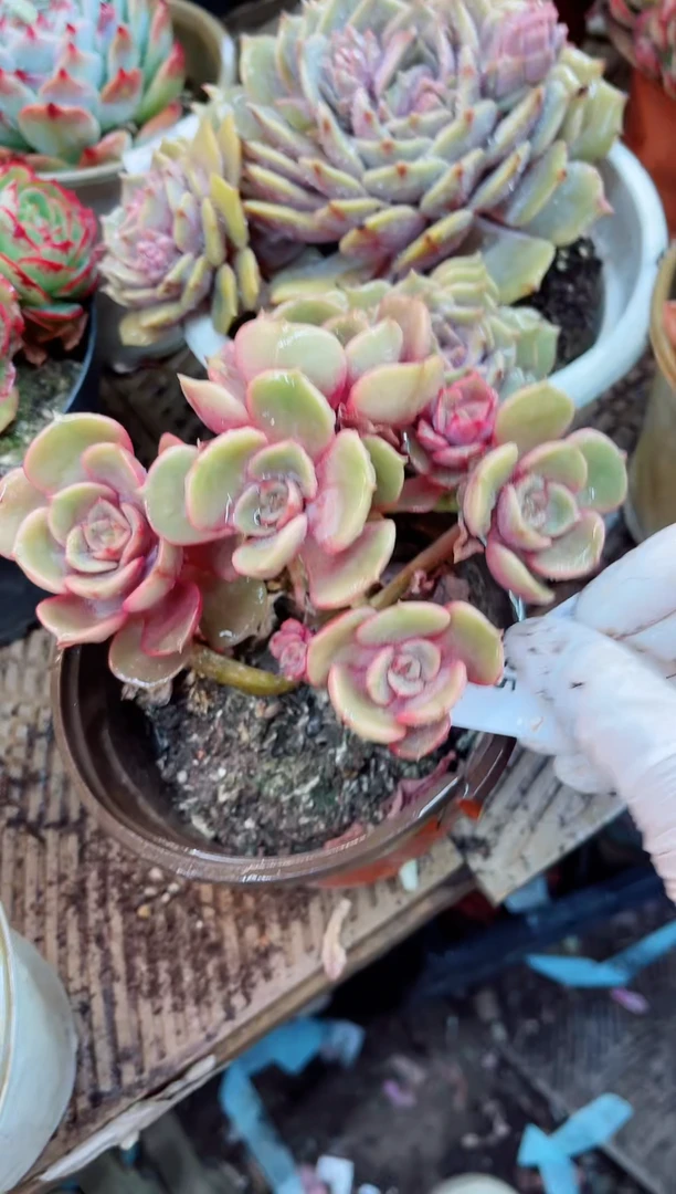 【闪购商品】03135