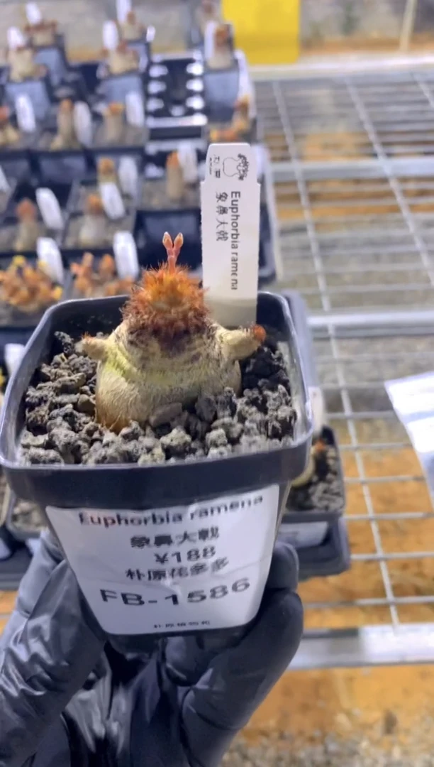 【闪购商品】象鼻大戟FB-1586