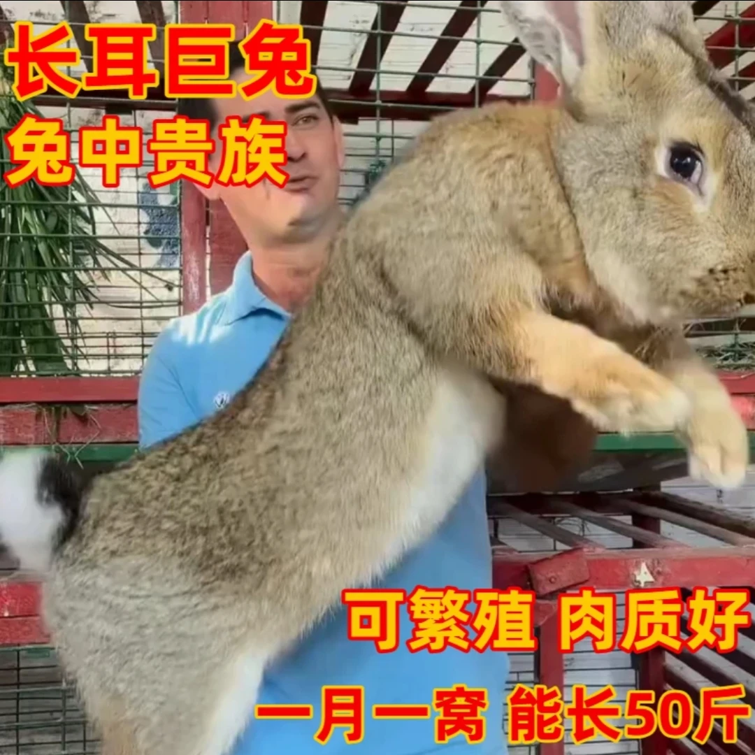 【巨型大兔苗】繁殖快长肉大型兔苗活体肉质好一月一窝
