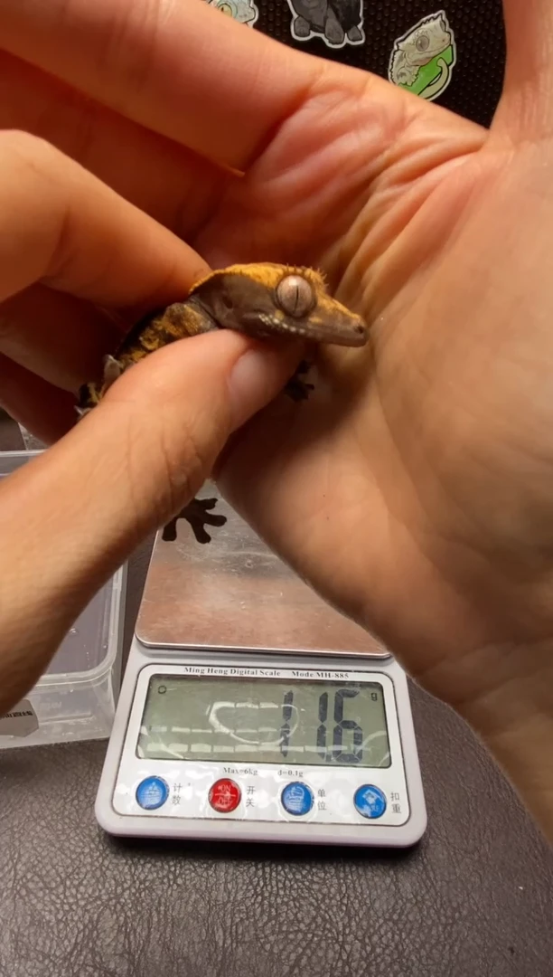 睫角守宫鳞与尾 Scale Tail 爬宠J3