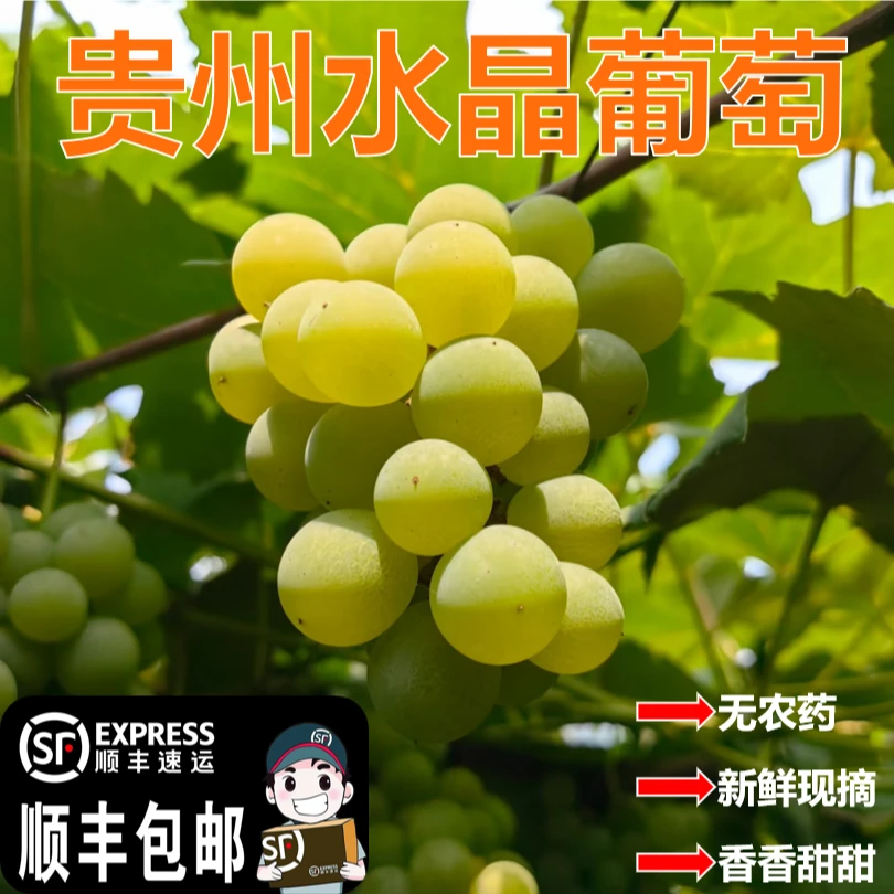 贵州高山农家露天现摘水晶葡萄当季新鲜应季水果