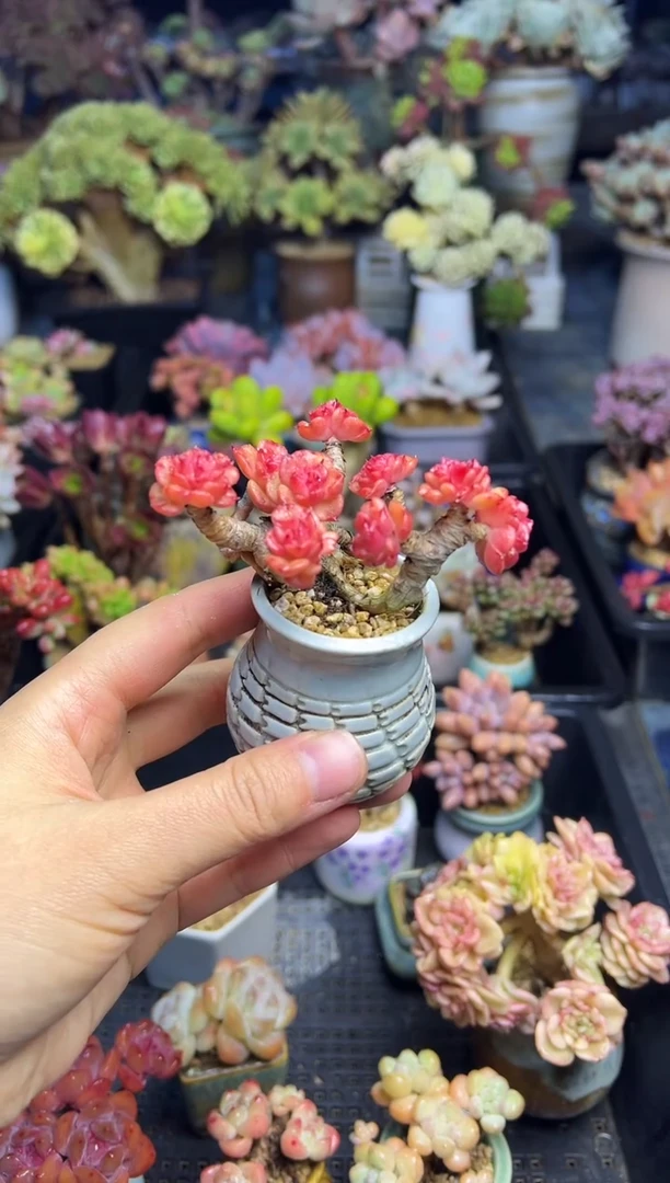 玲*942            不带盆