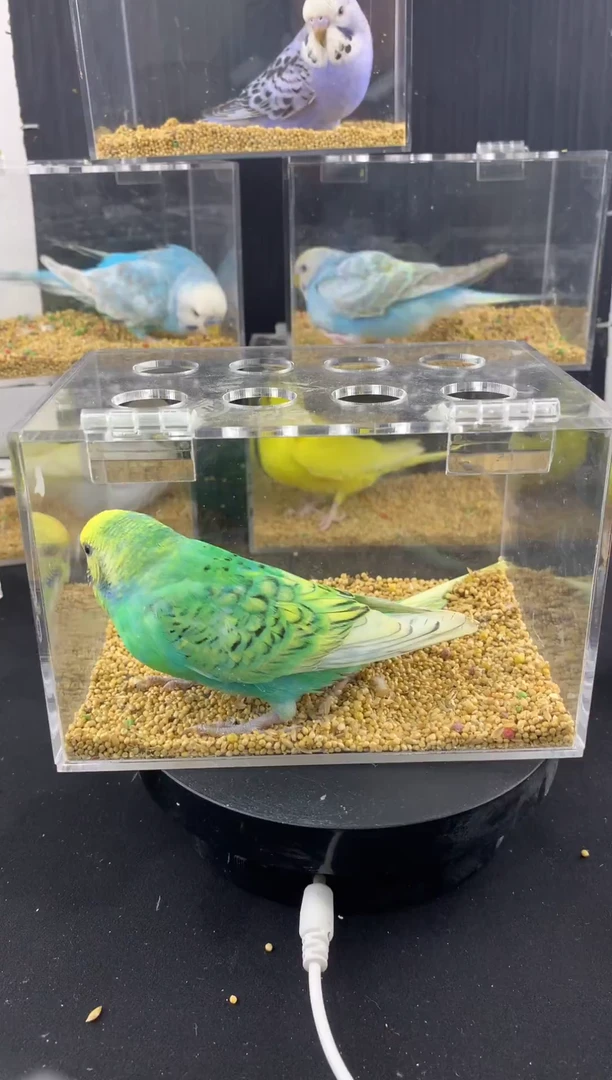 虎皮鹦鹉现场竞拍