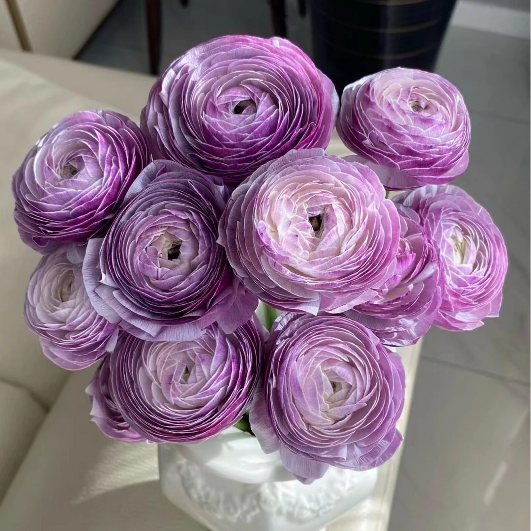 【洋葱紫】稀有洋牡丹  玖枝花优选 基地直发鲜切花儿