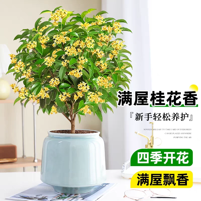 桂花树苗四季桂盆栽室内阳台好养耐寒庭院老桩浓香型花期长花卉