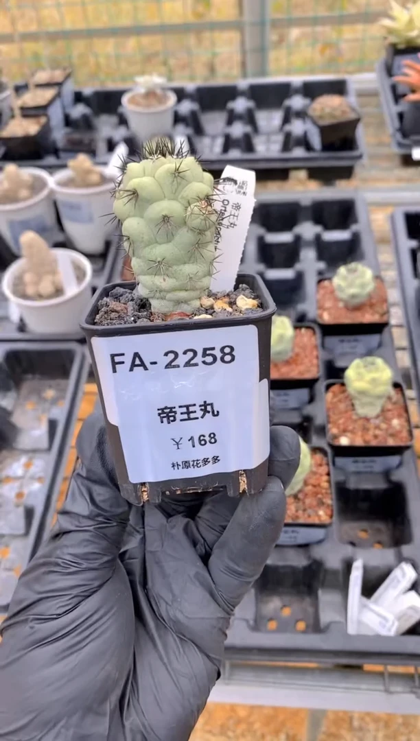 【闪购商品】帝王丸FA-2258