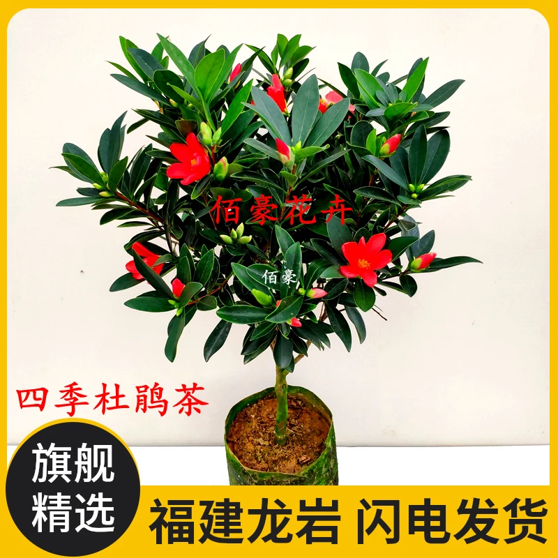 佰豪杜鹃红山茶花盆栽正宗四季茶花阳台杜鹃山茶花办公室四季山茶