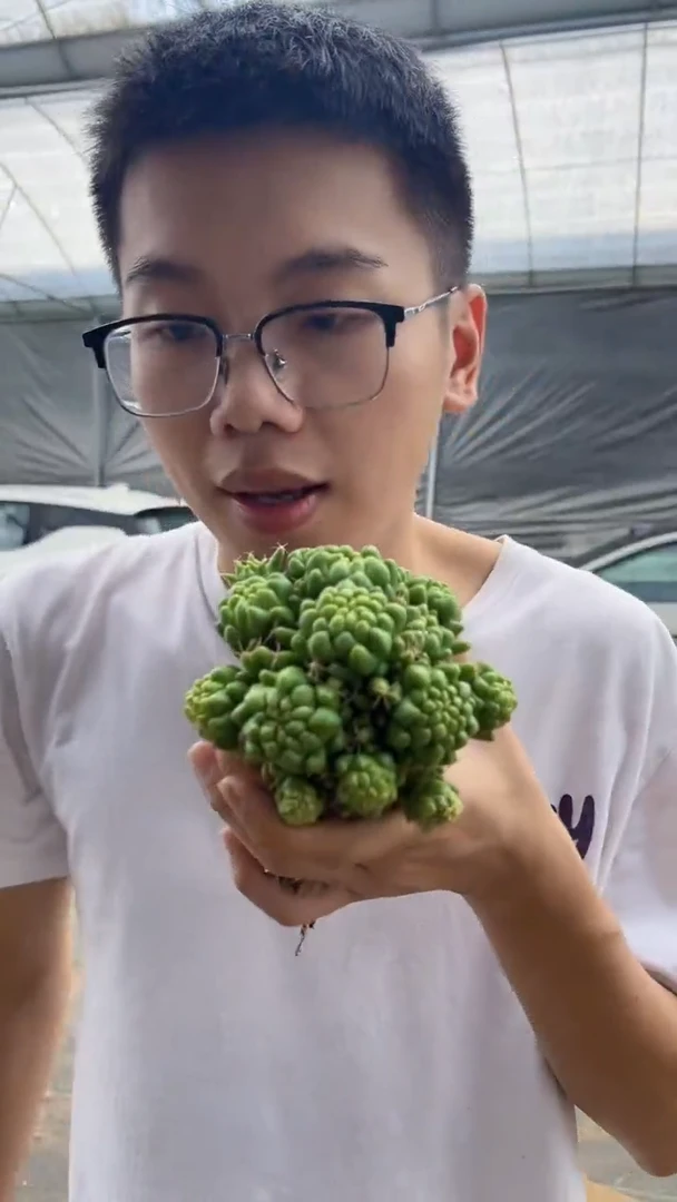 大群生 泰菊莲【带根】