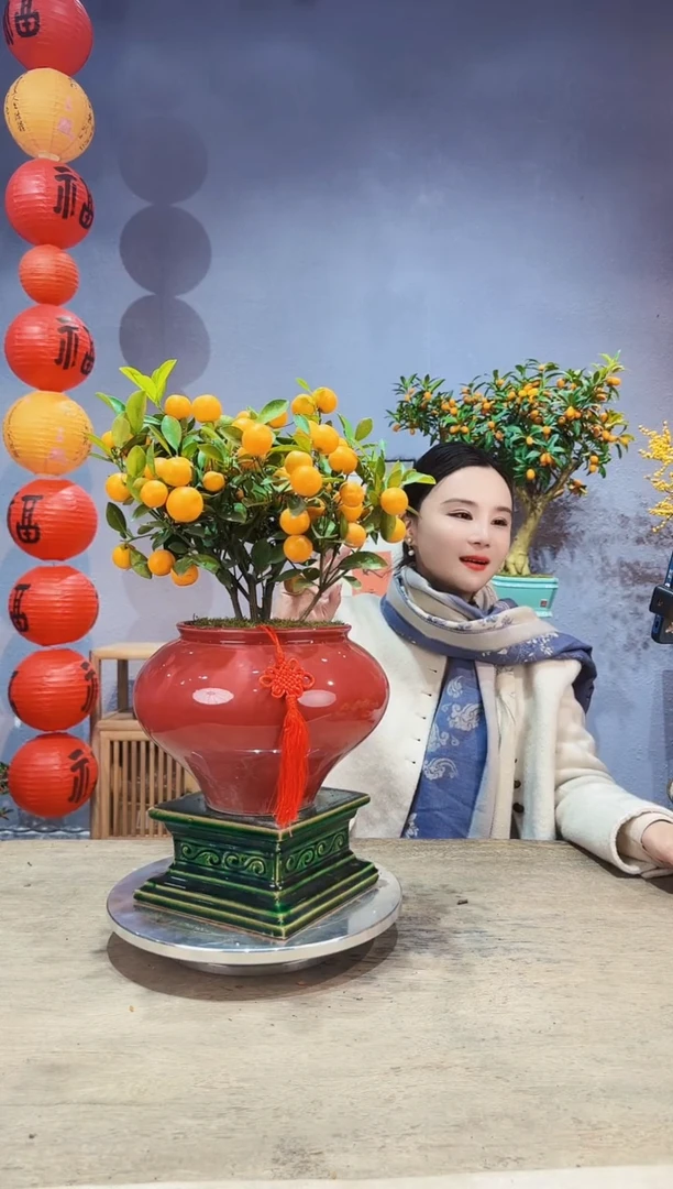 【闪购商品】盆景年桔