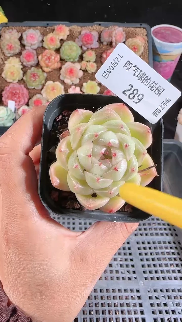 1208-289多肉群生不包整