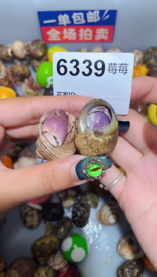 陌派甄选寄居蟹6339