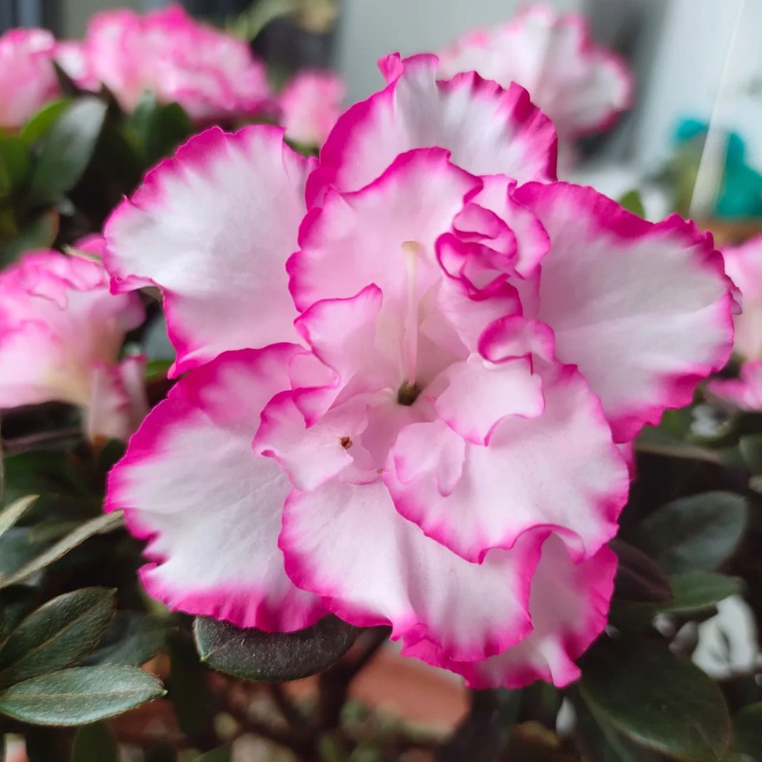 西玛杜鹃 多颗 5颗左右 小苗