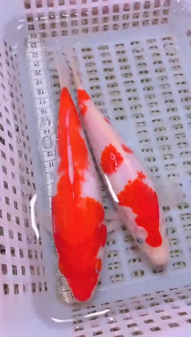 锦鲤冷水观赏鱼全场包邮197