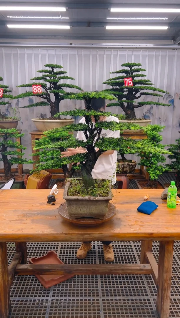 无花朵远*精品盆景直播间一物一拍