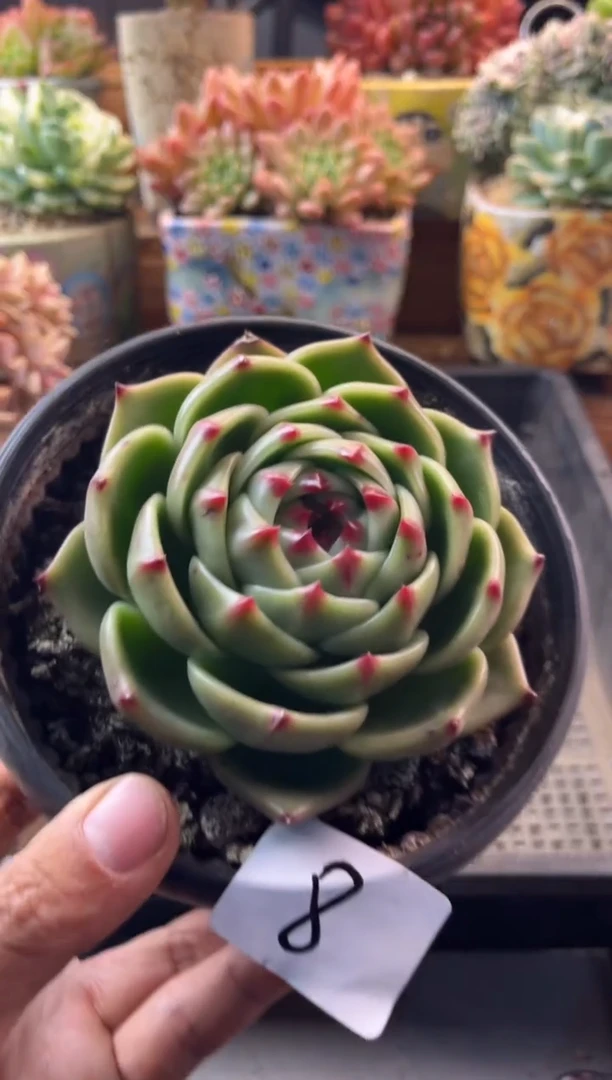 七*11.13-8超级蓝龙11111111111