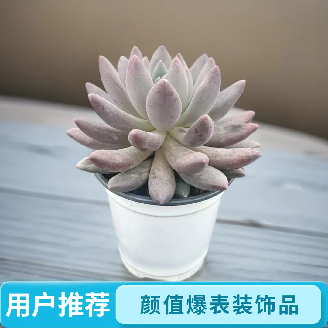 红蜻蜓多肉所罗门植物新手组合室内盆栽阳台办公室好养防辐射花卉
