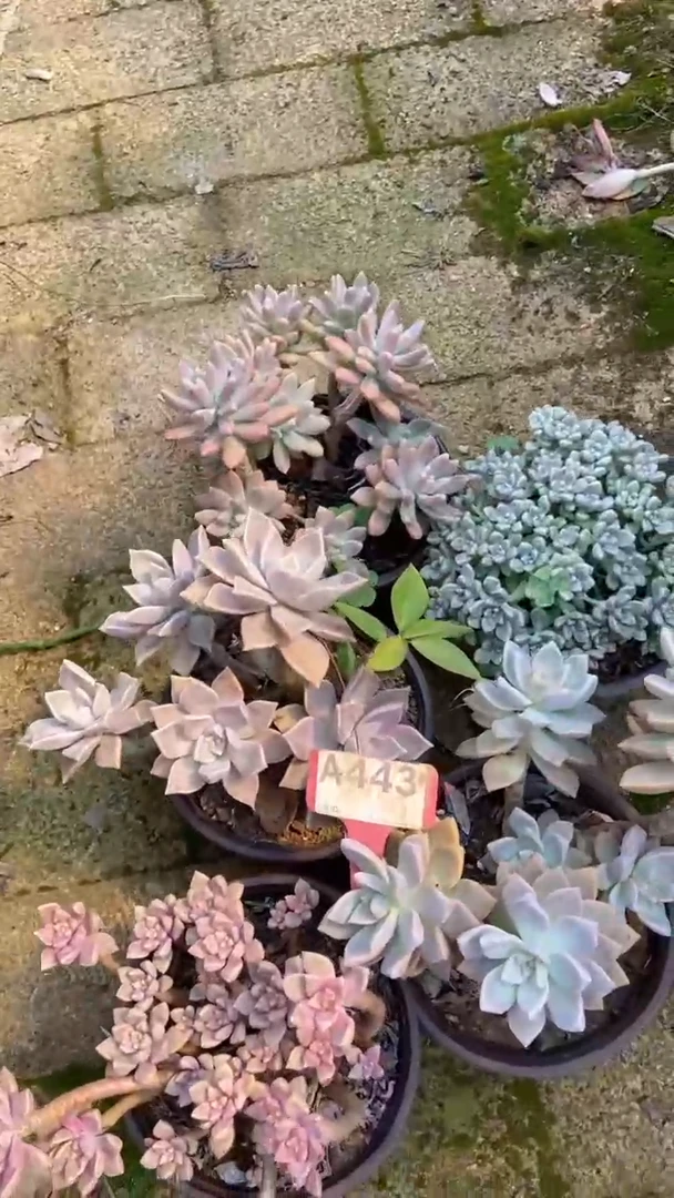 A443闪购清风花木兰多肉组合脱土发货