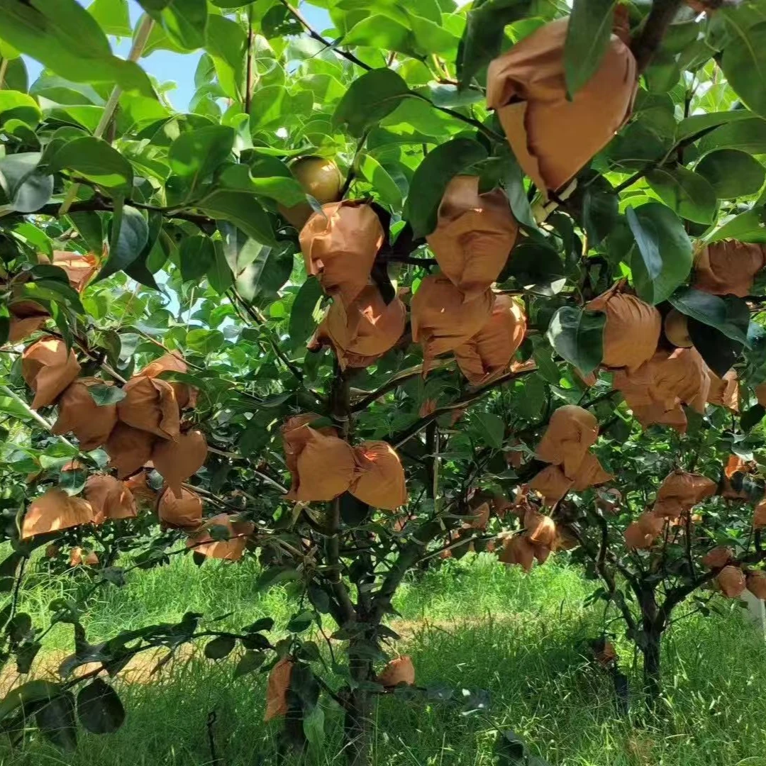 【多多家】正宗莱阳秋月梨爆甜无渣酥脆甜多汁【带箱六斤】冰糖梨