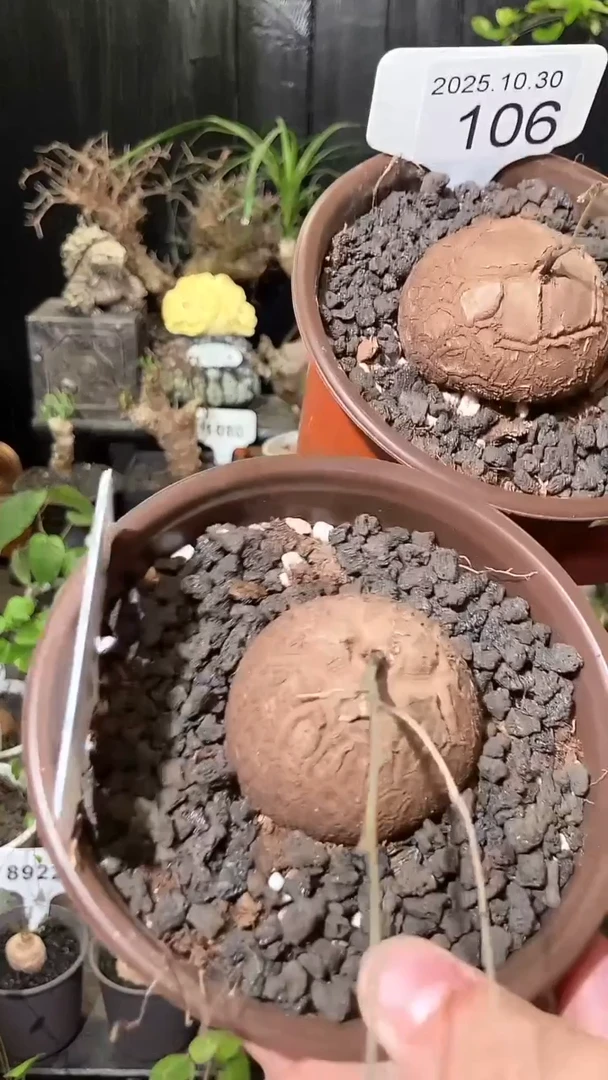 104号1030福利特价南非龟甲龙套餐