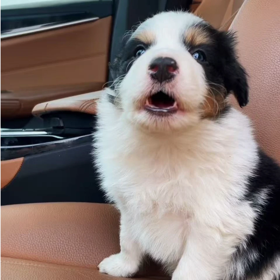 《胖嘟嘟》精品黑白三色边牧幼犬 边境牧羊犬《聚缘边牧宠物犬舍》