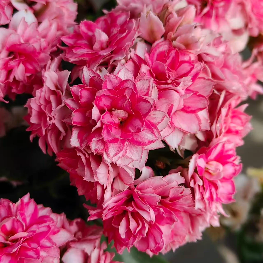 {梦幻巴黎}精品重瓣大花苞长寿花 年宵花