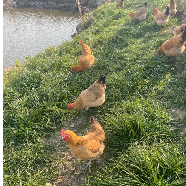 散养正宗新鲜现抓现杀黄油老母鸡 活鸡 手工杀 带内脏