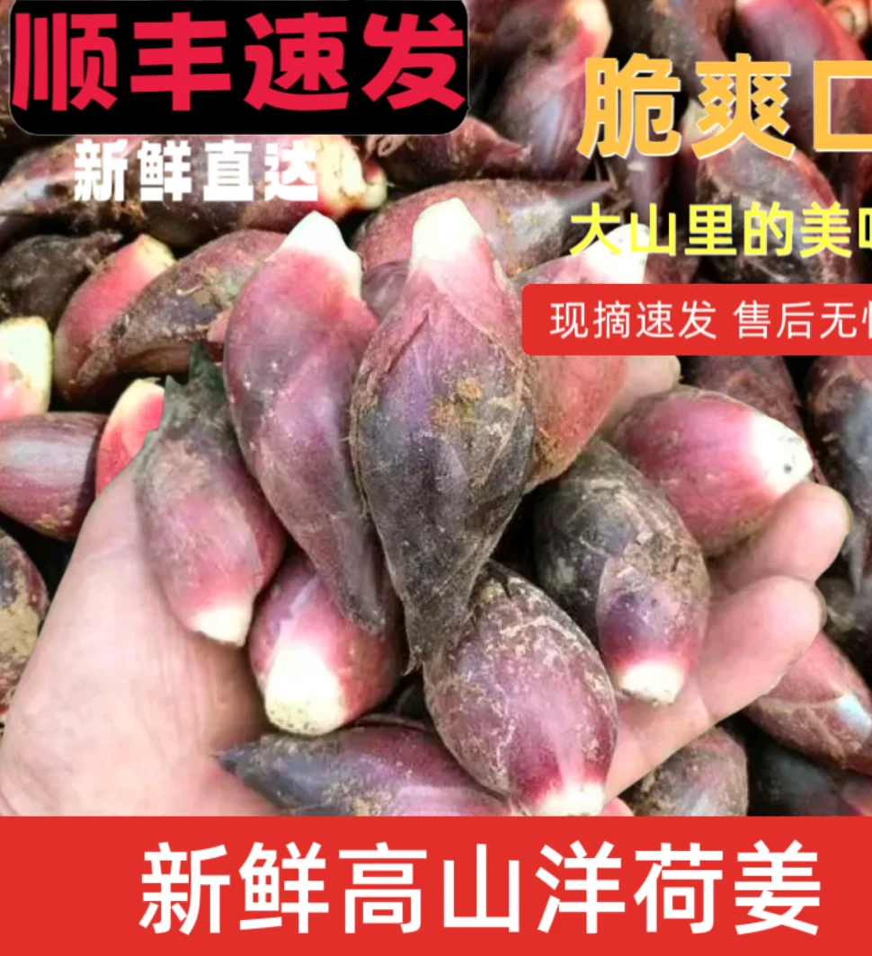 新鲜洋荷姜现摘现发阳荷姜洋洋霍阳合姜洋火蘘荷洋河凉拌蔬菜批发