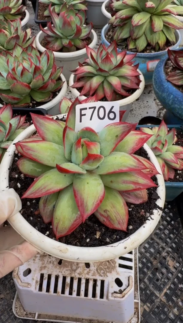 懂***^F706惊鸿仙子（裸根发货）