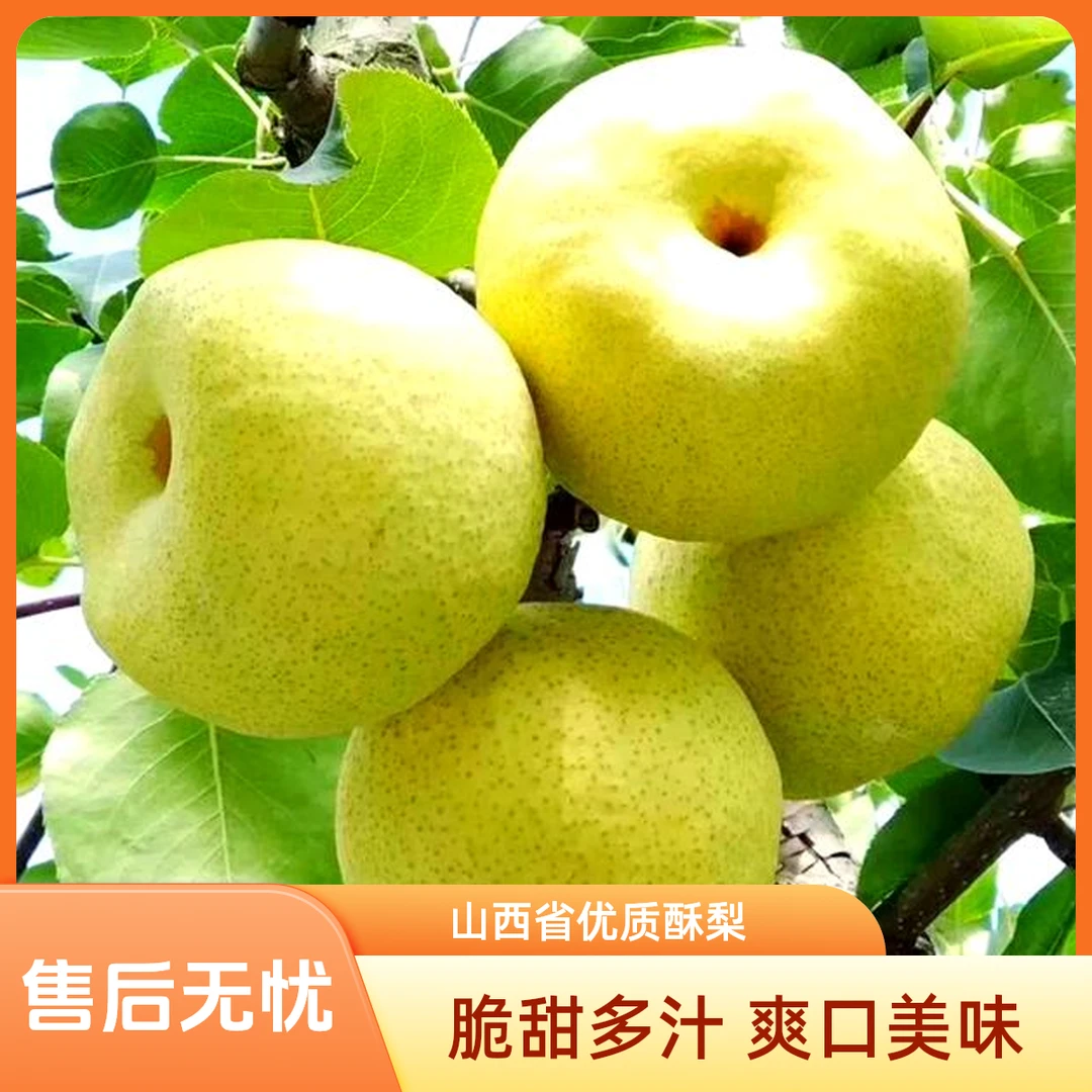 酥梨山西同川酥梨5斤7.5斤正宗新鲜水果贡梨脆甜多汁爽口水果礼盒