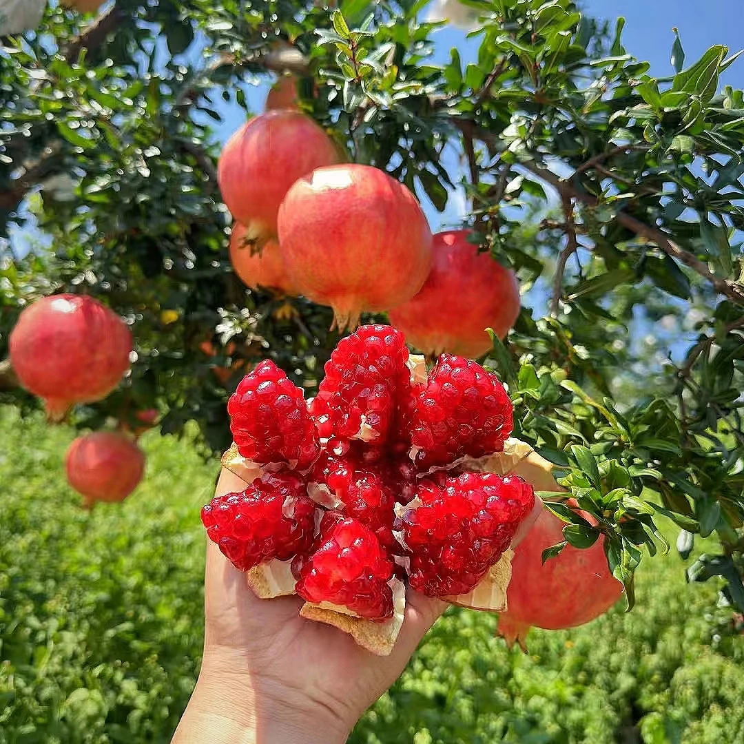 LXH四川会理软籽石榴新鲜采摘应季水果鲜甜多汁