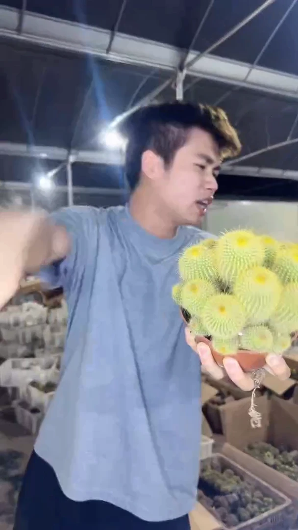 金冠 群生【带根】9-12cm